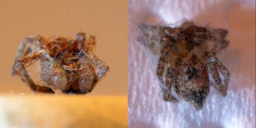 Anyphaena accentuata